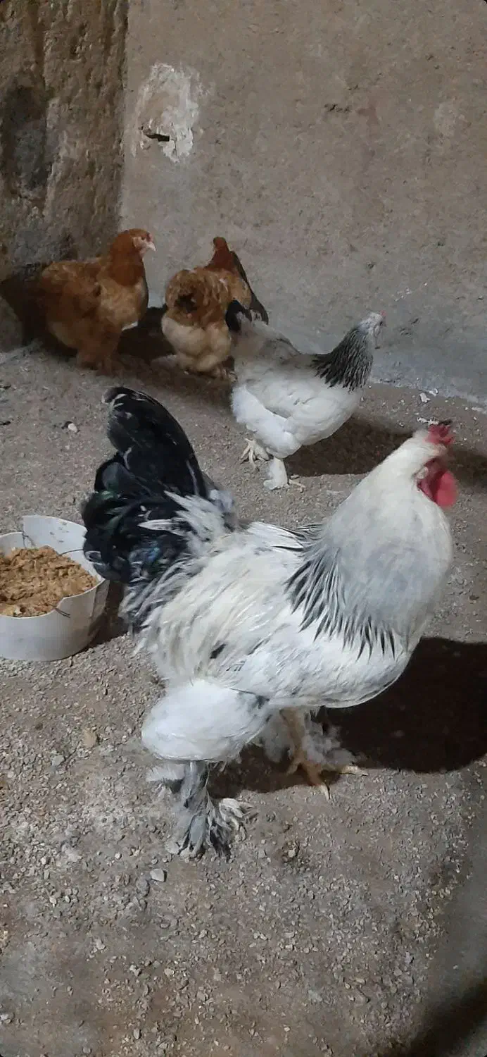 مرغ و خروس برهما و امپراتور|حیوانات مزرعه|آبسرد, |دیوار