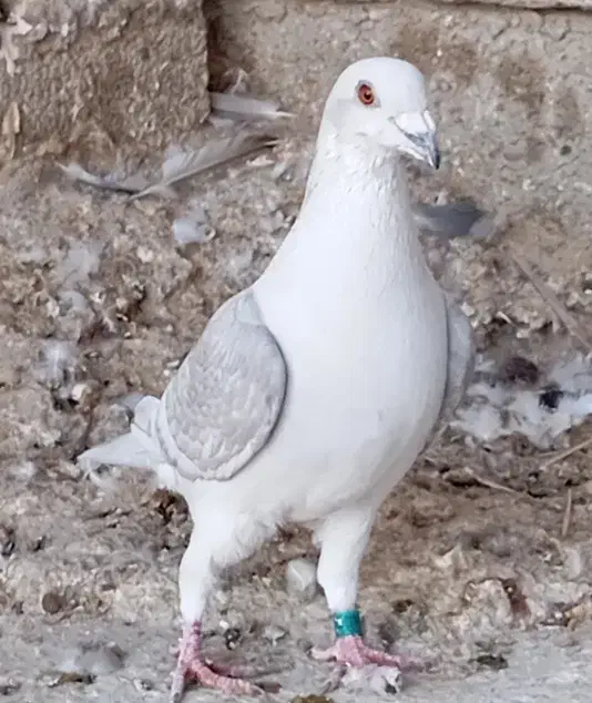 خط سفید دورنگ وپیازی|پرنده|وحدتیه, |دیوار