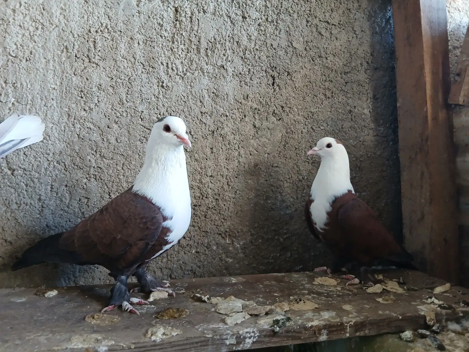 مخمل|پرنده|تیران, |دیوار