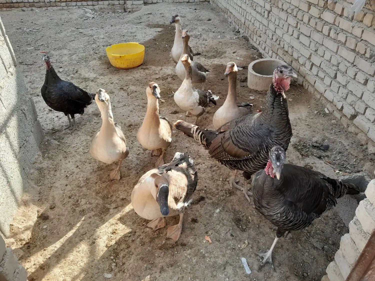 غاز وبوقلمون|حیوانات مزرعه|شهریار, بکه|دیوار