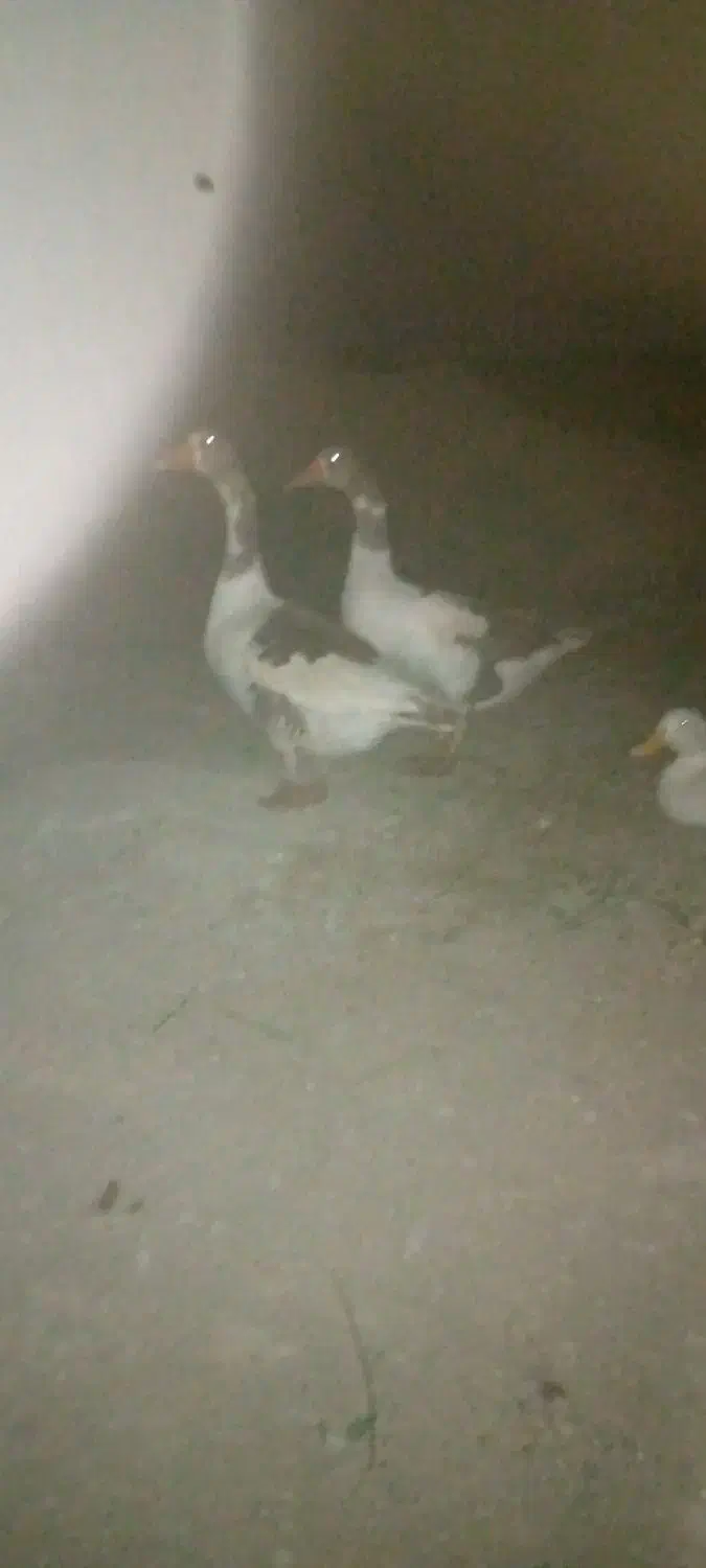 غازفروشی|حیوانات مزرعه|ایرانشهر, |دیوار