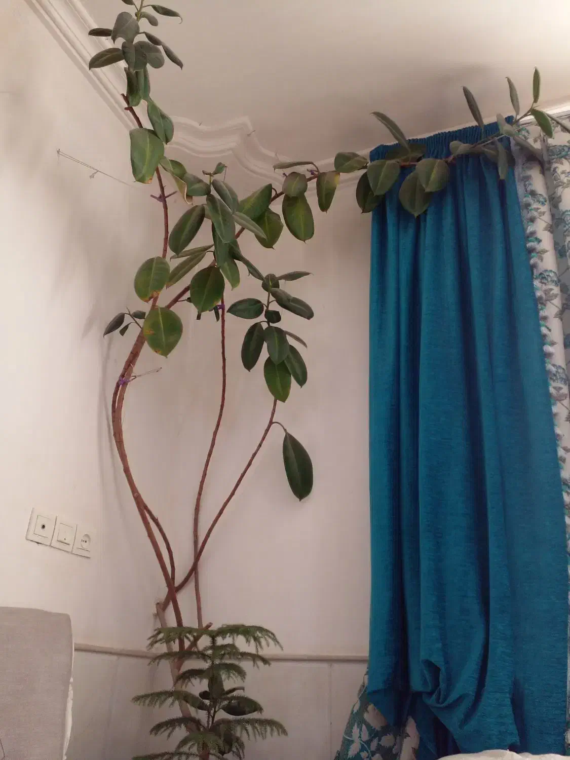 گل.|گل و گیاه طبیعی|طاغنکوه, |دیوار