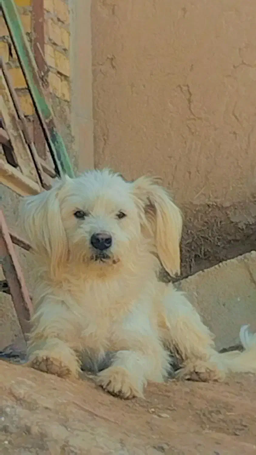 سگ پاکوتا|سگ|مشهد, قائم|دیوار