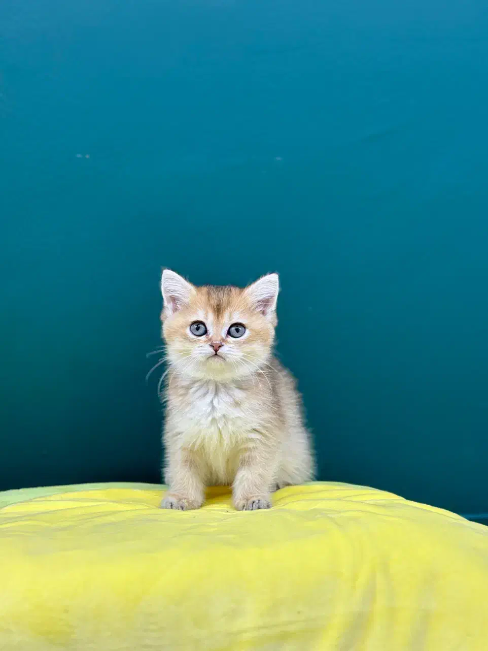 شهر بریتیش گلد|گربه|تهران, شهرک غرب|دیوار