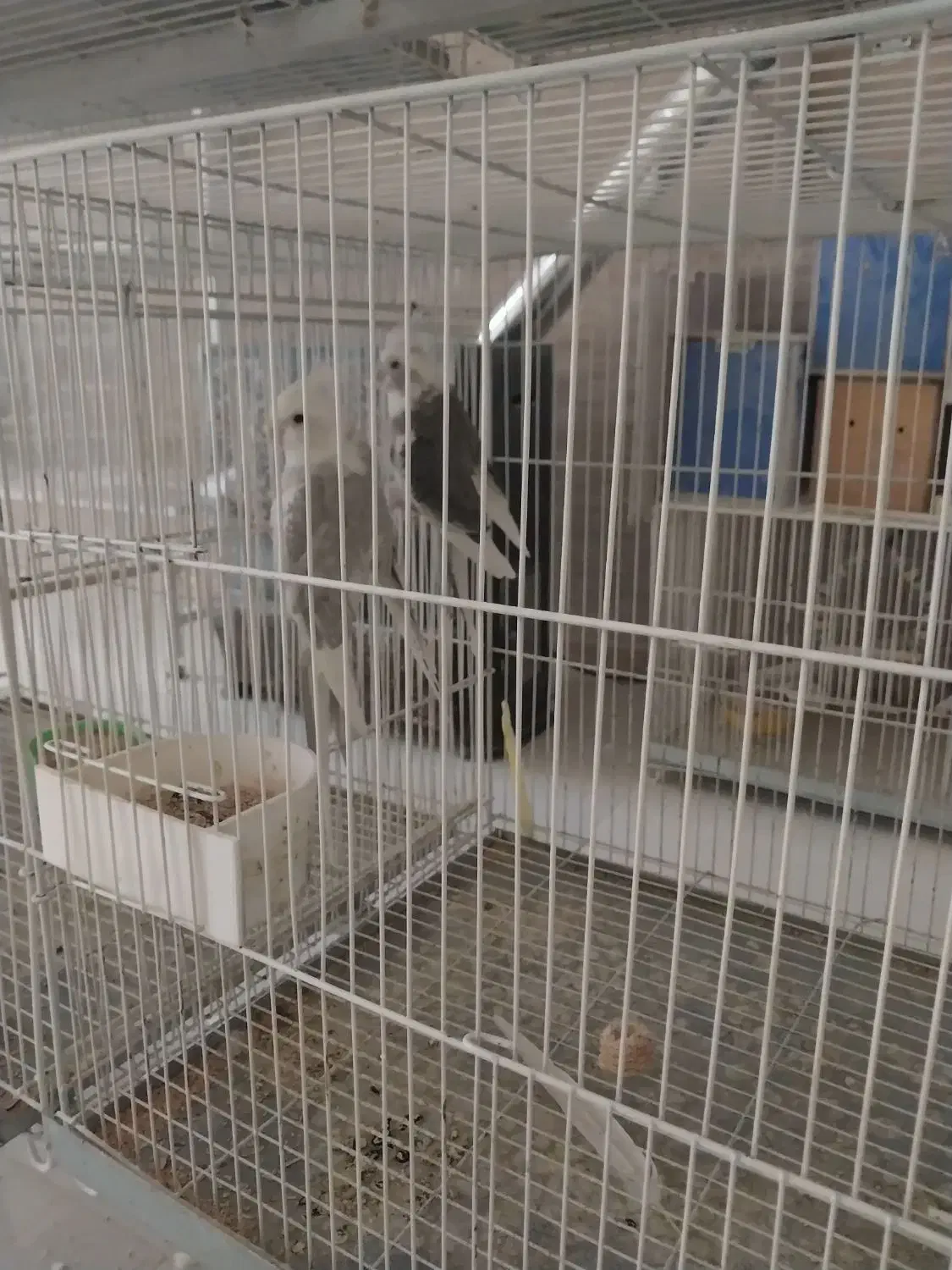 عروس هلندی مولد|پرنده|مشهد, آزادشهر|دیوار