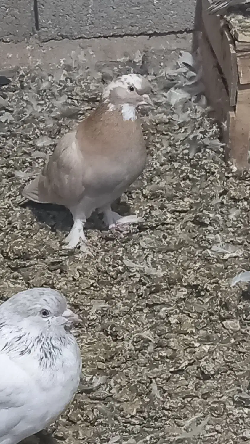 تعدادی کبوتر|پرنده|فهرج, |دیوار