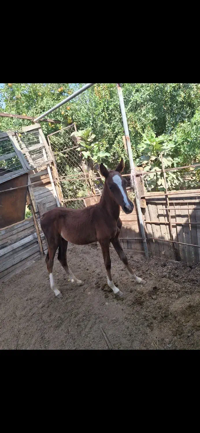 کره نریان|اسب و تجهیزات اسبسواری|آبیک, |دیوار