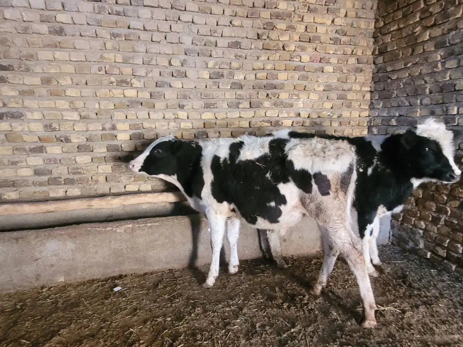 حیوانات|حیوانات مزرعه|قزوین, |دیوار