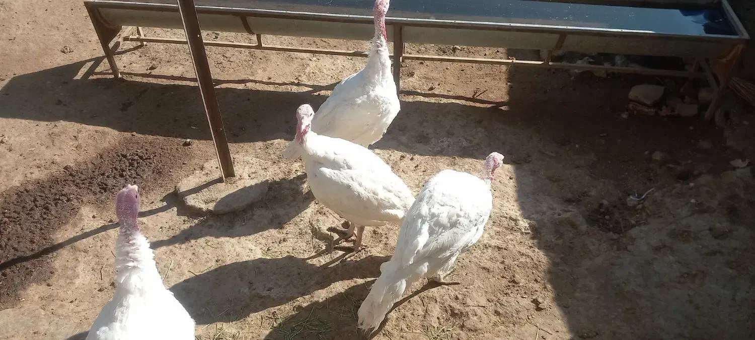 بوقلمون|حیوانات مزرعه|صحنه, |دیوار