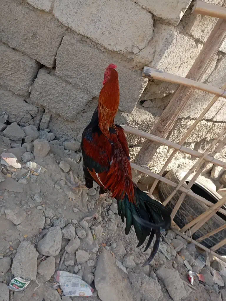 ۲میلیون قیمت حراج|پرنده|نیک شهر, |دیوار