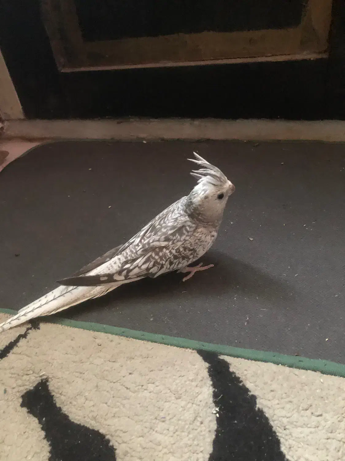 طوطی عروس ایزابلا|پرنده|قائم‌شهر, |دیوار