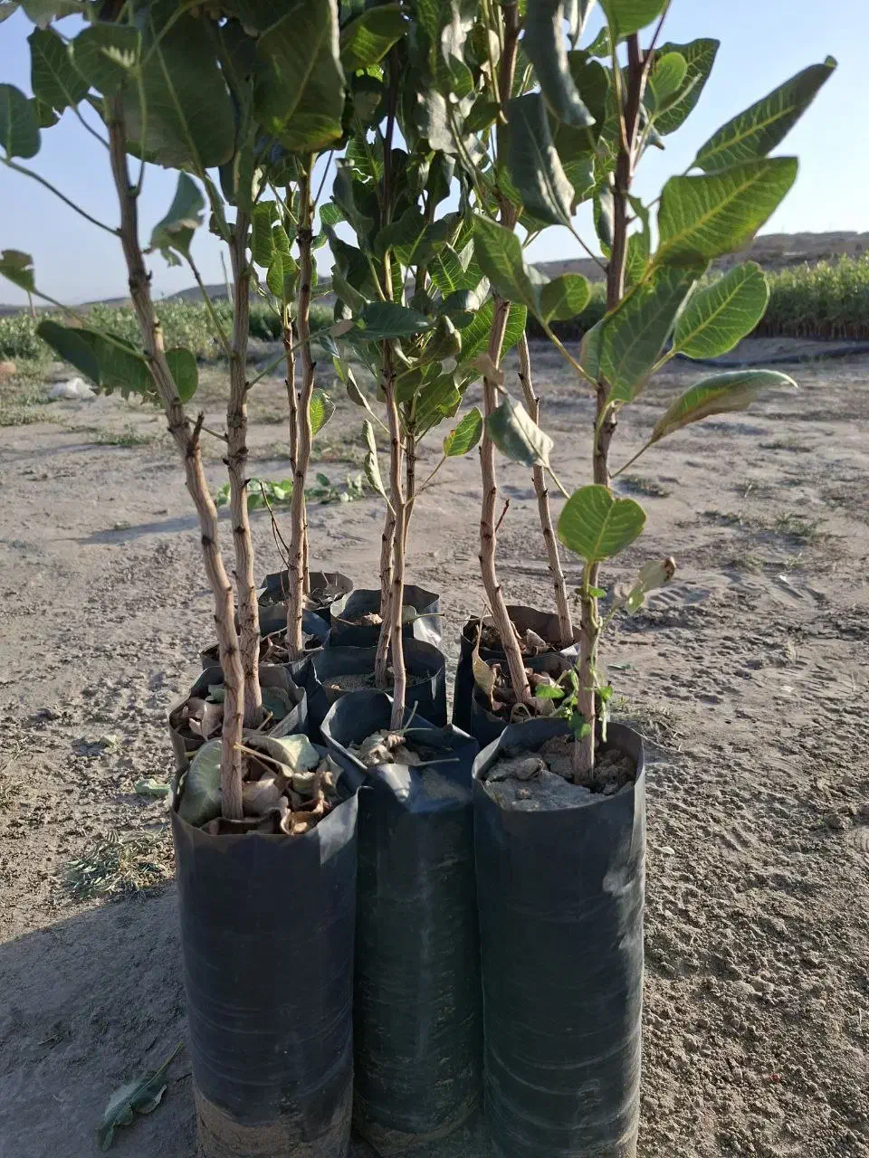 نهال پسته بادامی زرندی|حراج|شاهین‌شهر, گرگاب|دیوار