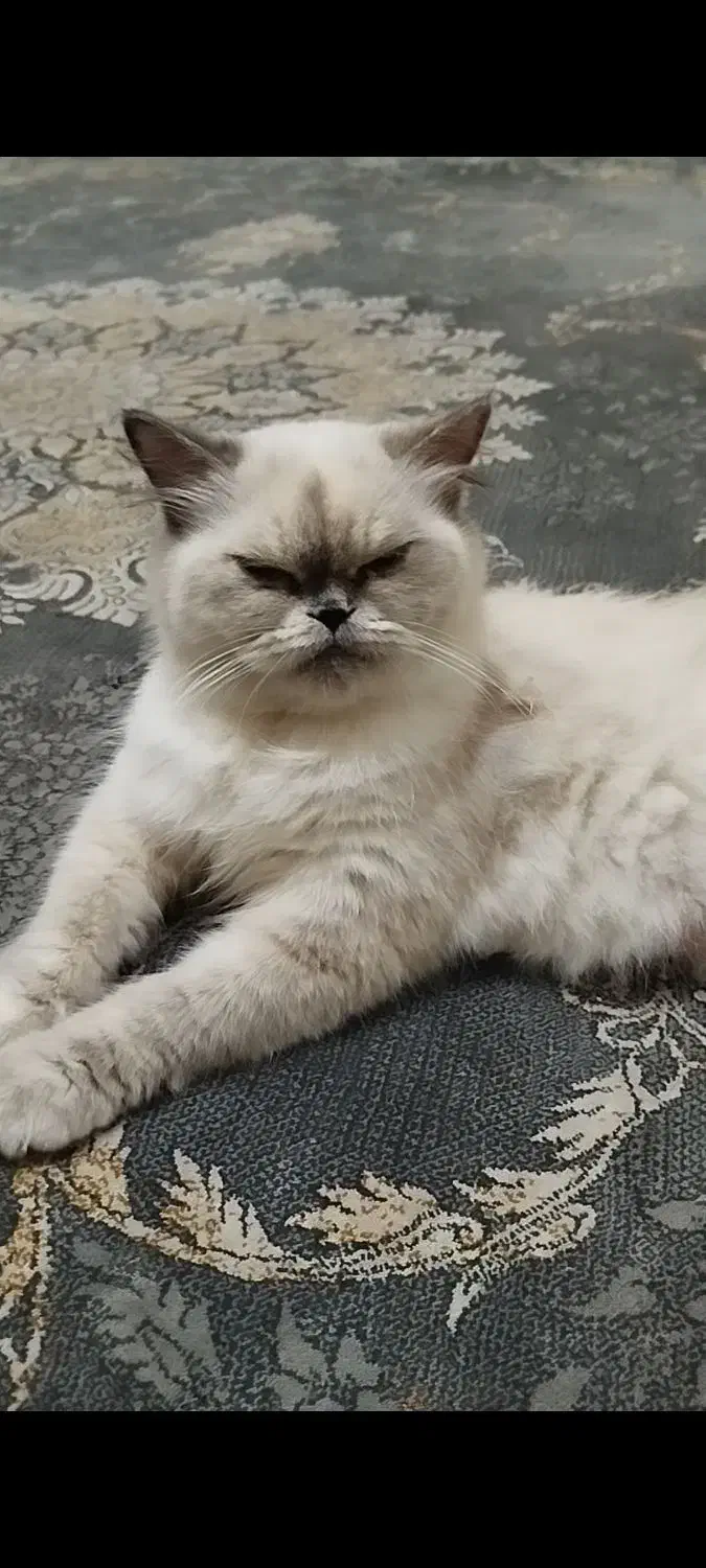 گمشده|گربه|چابهار, |دیوار