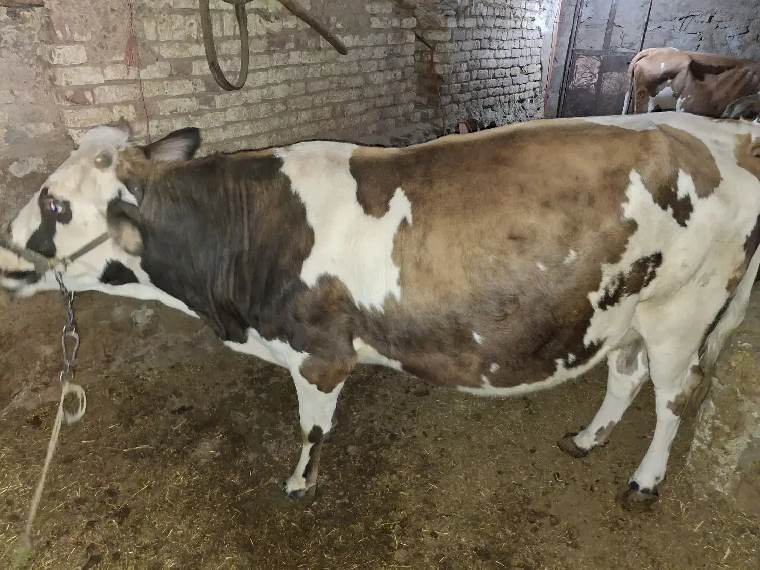 گاو شیری|حیوانات مزرعه|دهگلان, |دیوار