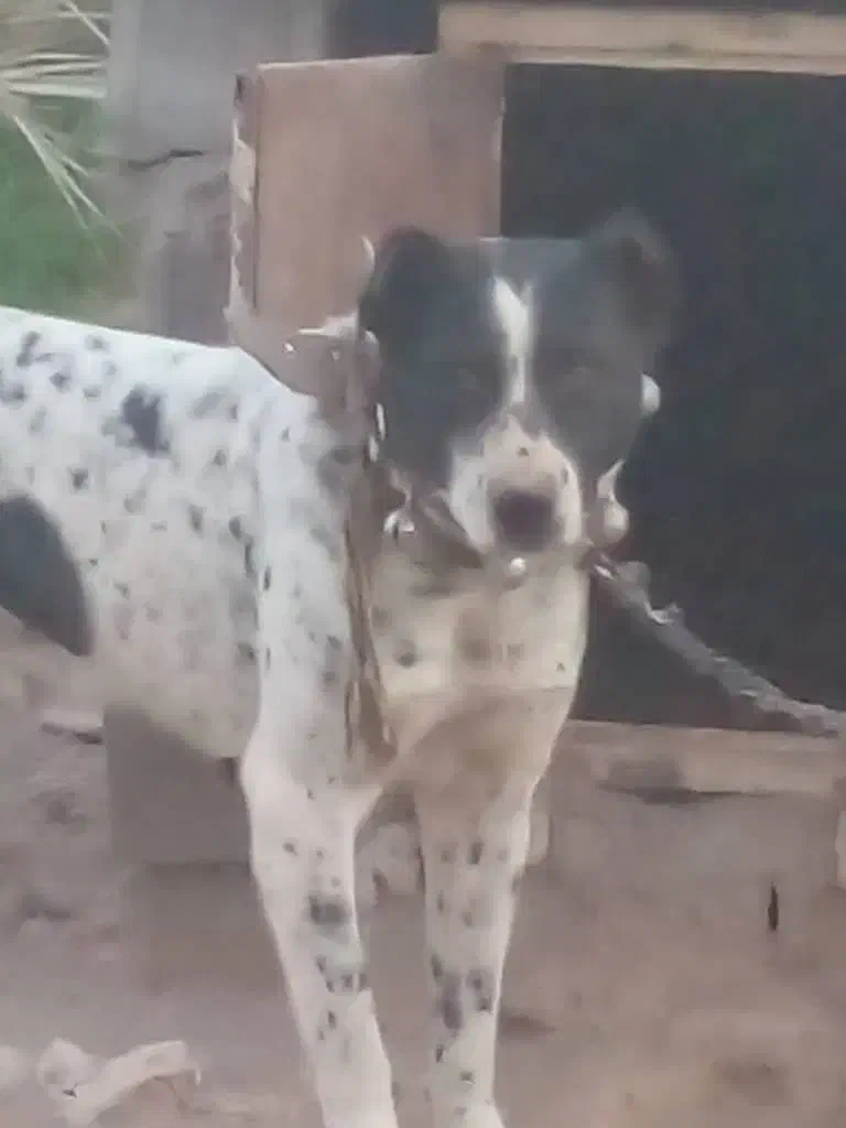 نیاز ب پولش دارم|سگ|بم, |دیوار