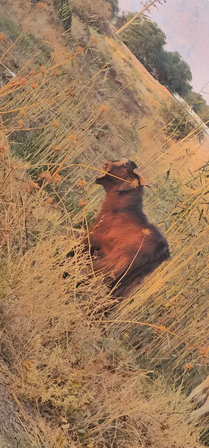 فروش حیوانات|حیوانات مزرعه|دهلران, |دیوار