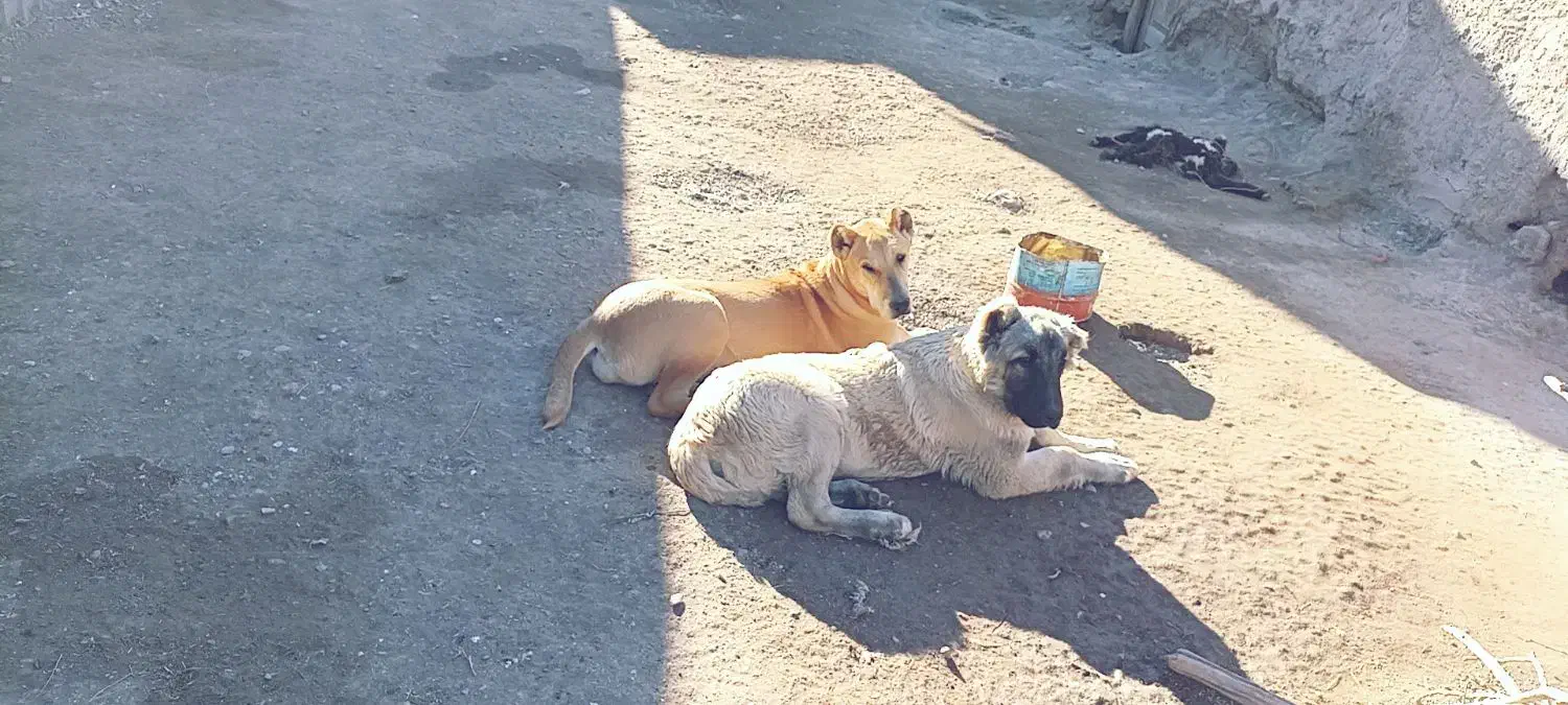 مادر پدر خرسی|سگ|مشهد, شیرحصار|دیوار