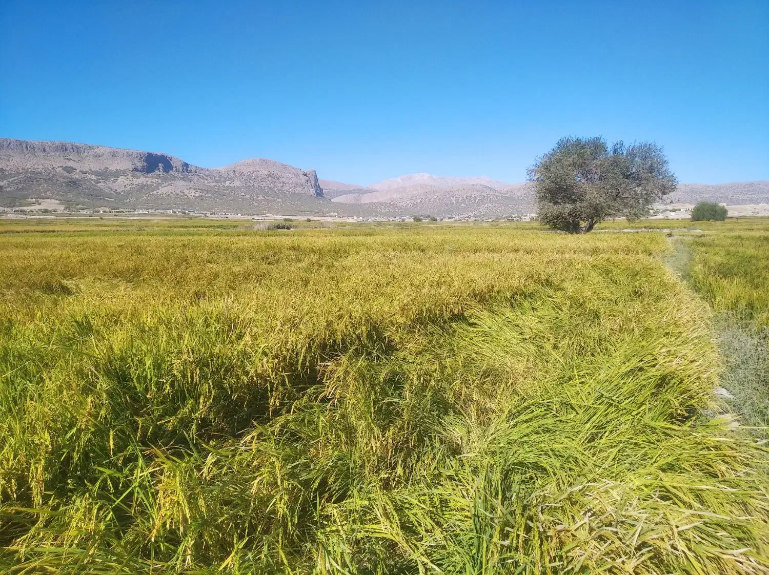 برنج کامفیروزی فوری|خوردنی و آشامیدنی|کامفیروز, |دیوار