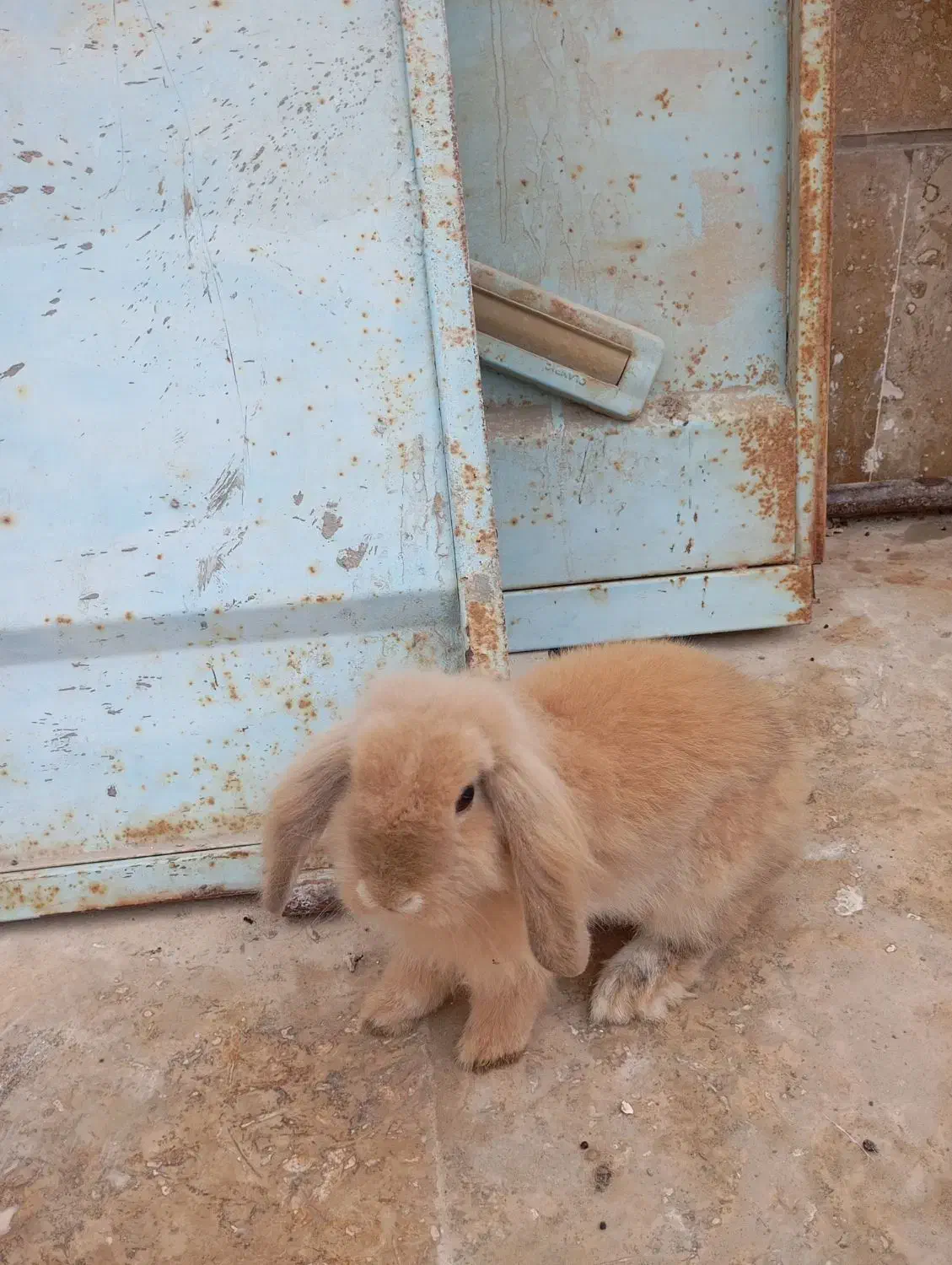 خرگوش لوپ|موش و خرگوش|بندرعباس, |دیوار