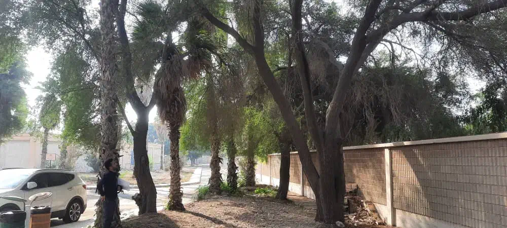 قطع نخل و درخت با خرید چوب درخت|خدمات باغبانی و درختکاری|بندر دیر, |دیوار