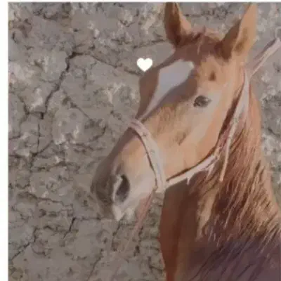 کره نریان عرب|اسب و تجهیزات اسبسواری|تفت, |دیوار