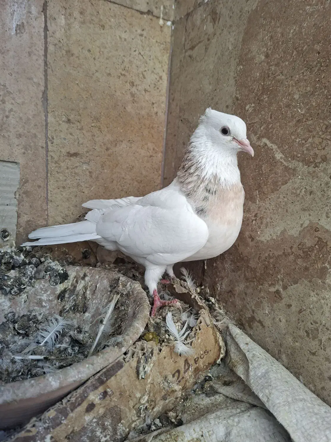 طوقی ماده|پرنده|قم, انسجام|دیوار