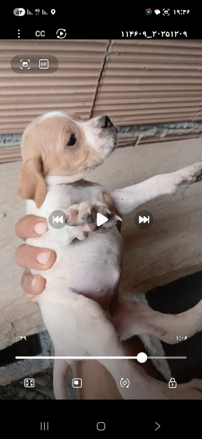 پوینتر انگلیس|سگ|گلی داغ, |دیوار