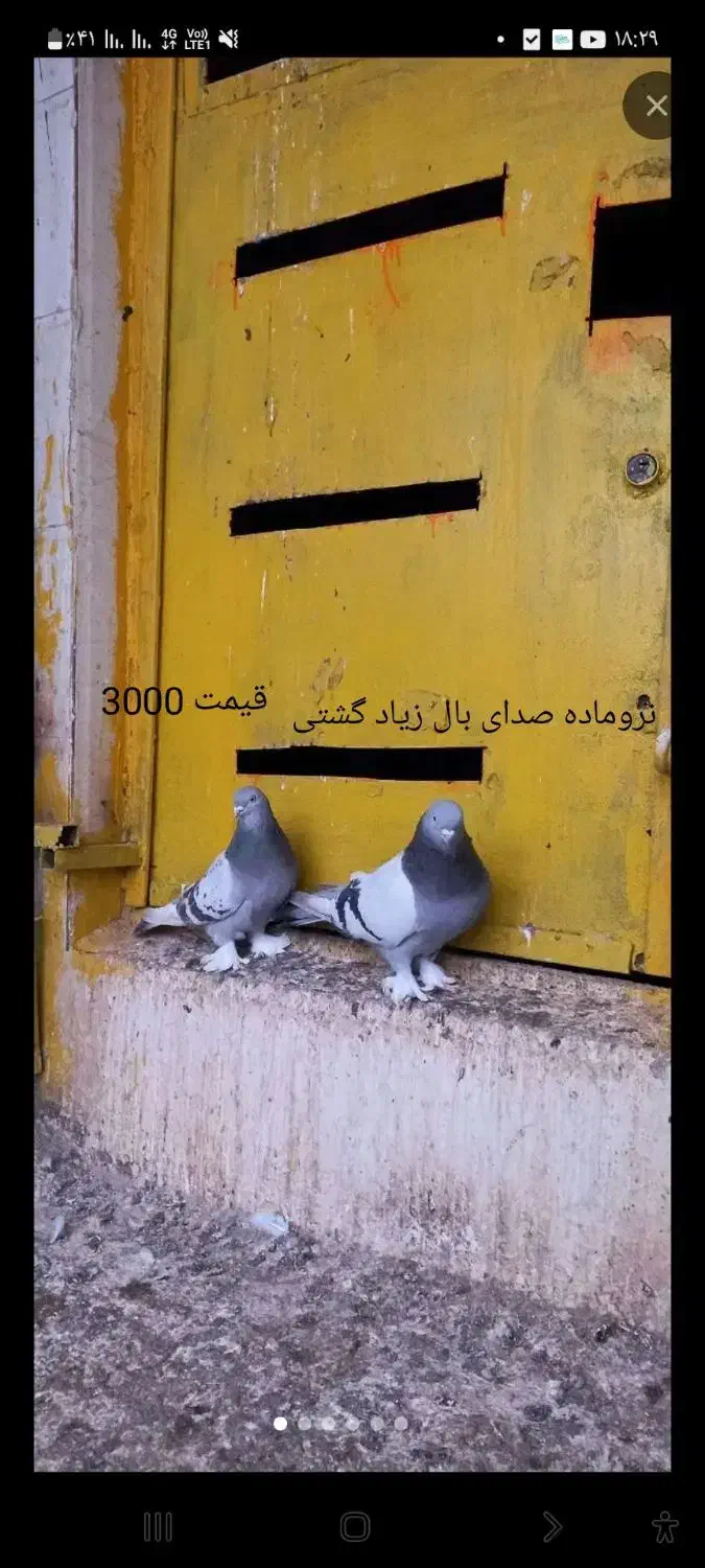 کبوتر زوردار|پرنده|کرمانشاه, |دیوار