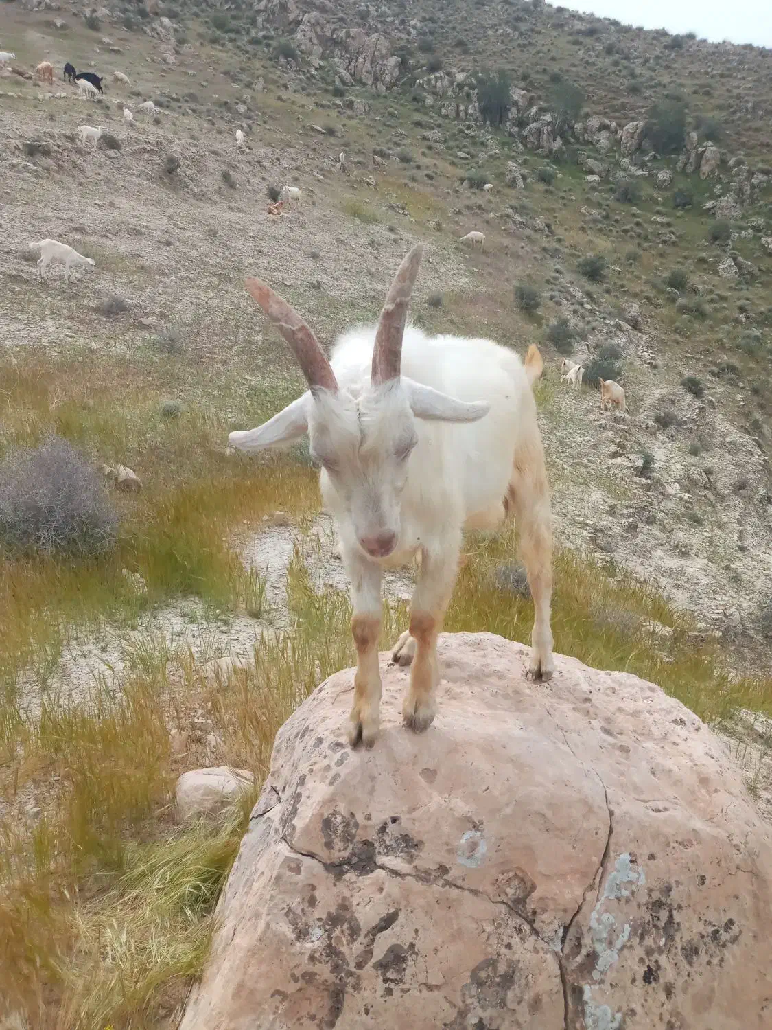 فروش یک عدد نر سانن|حیوانات مزرعه|کازرون, |دیوار