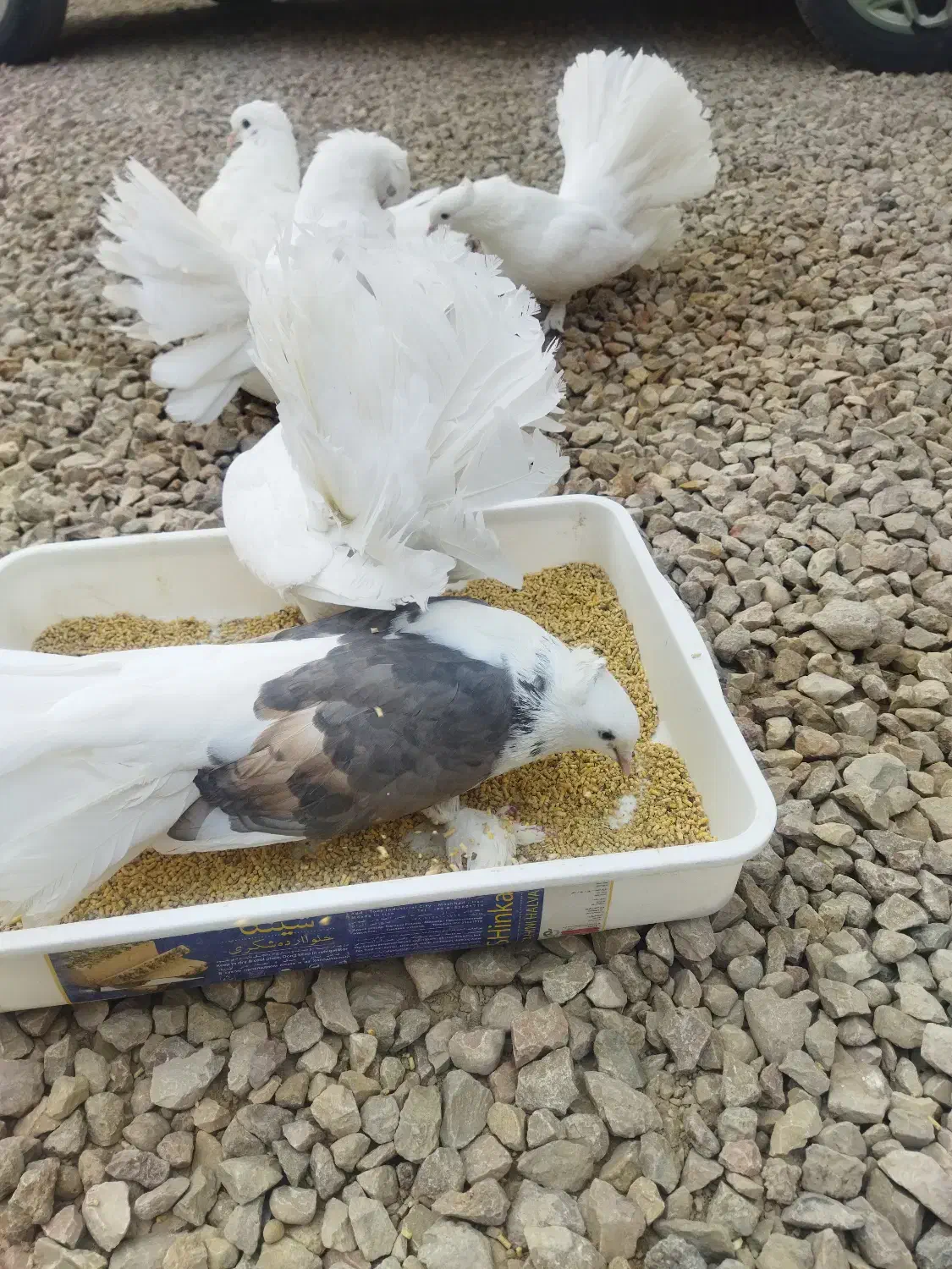 دم چتری|پرنده|ایزدخواست, |دیوار