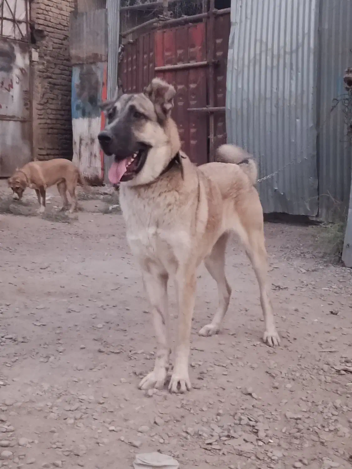 ماده عراقی|سگ|پاکدشت, پاکدشت (مامازند)|دیوار