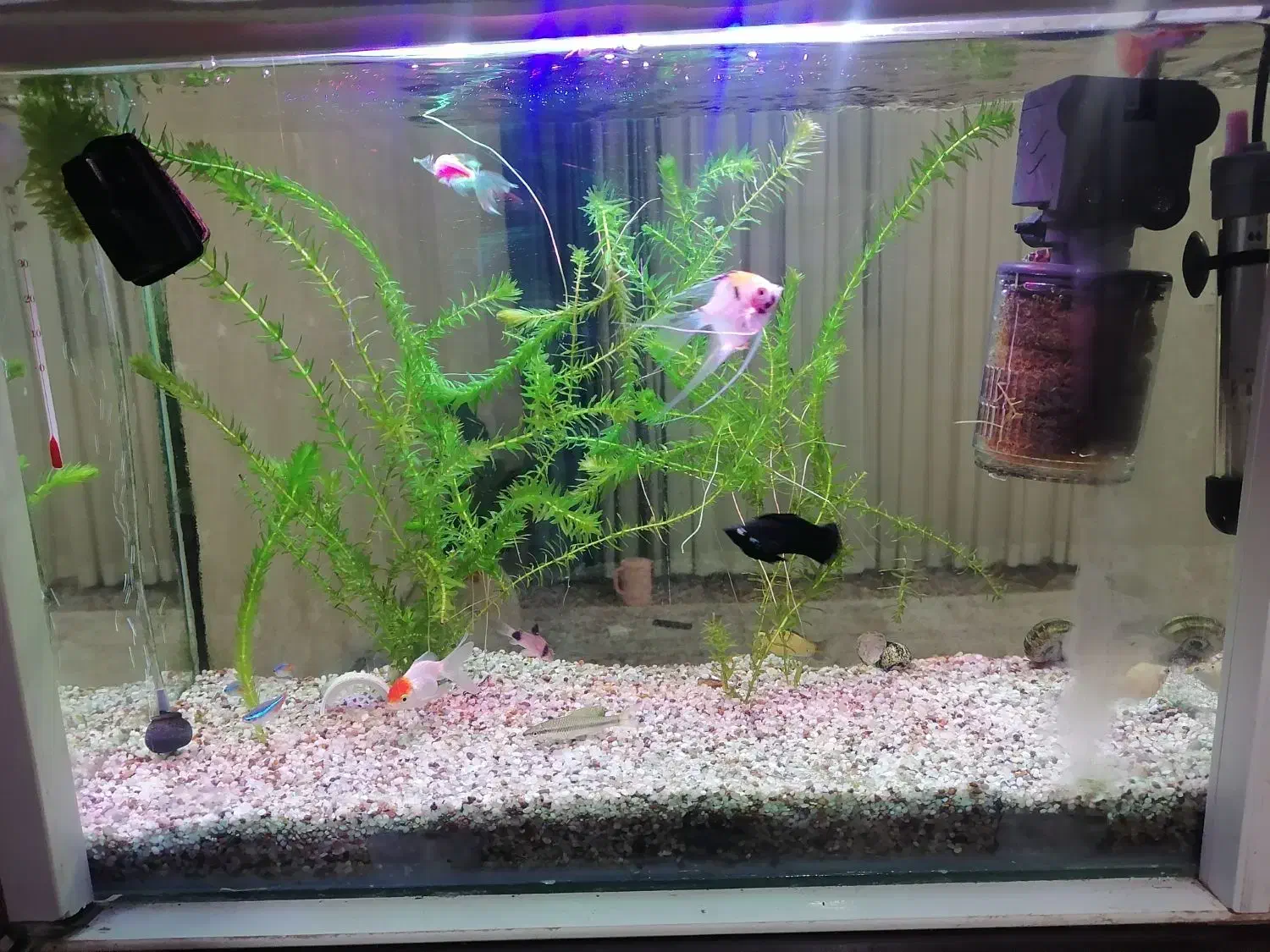 اکواریوم باماهی وهیتر وماسه عربی وشریمپ|ماهی|قم, پردیسان|دیوار