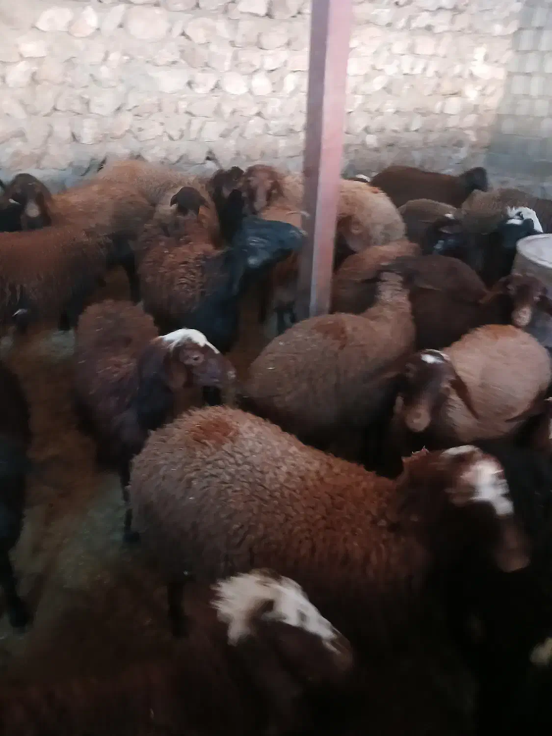 گوساله|حیوانات مزرعه|خرمآباد, |دیوار