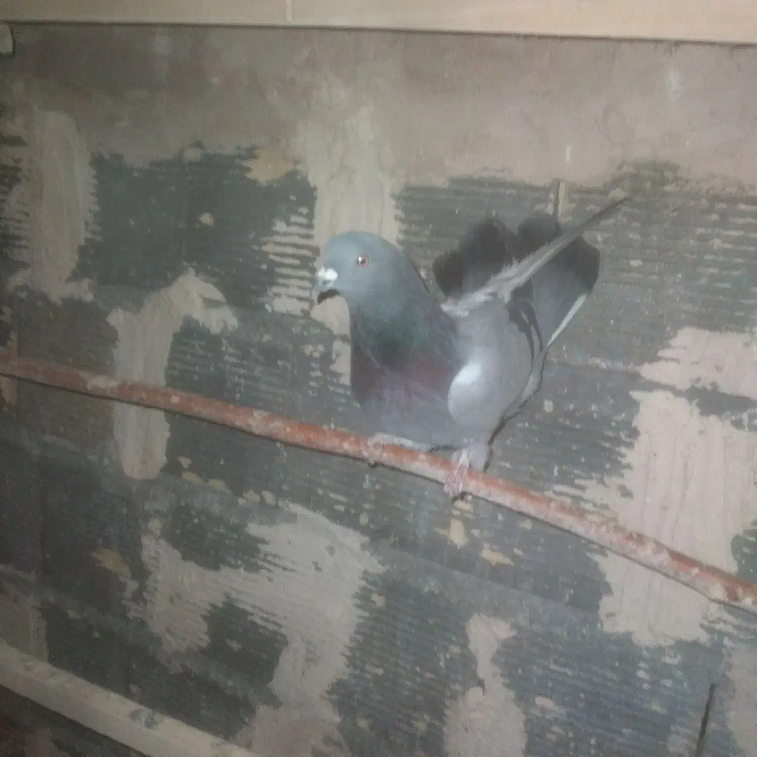 کفتر اصفهانی|پرنده|خمینی‌شهر, |دیوار