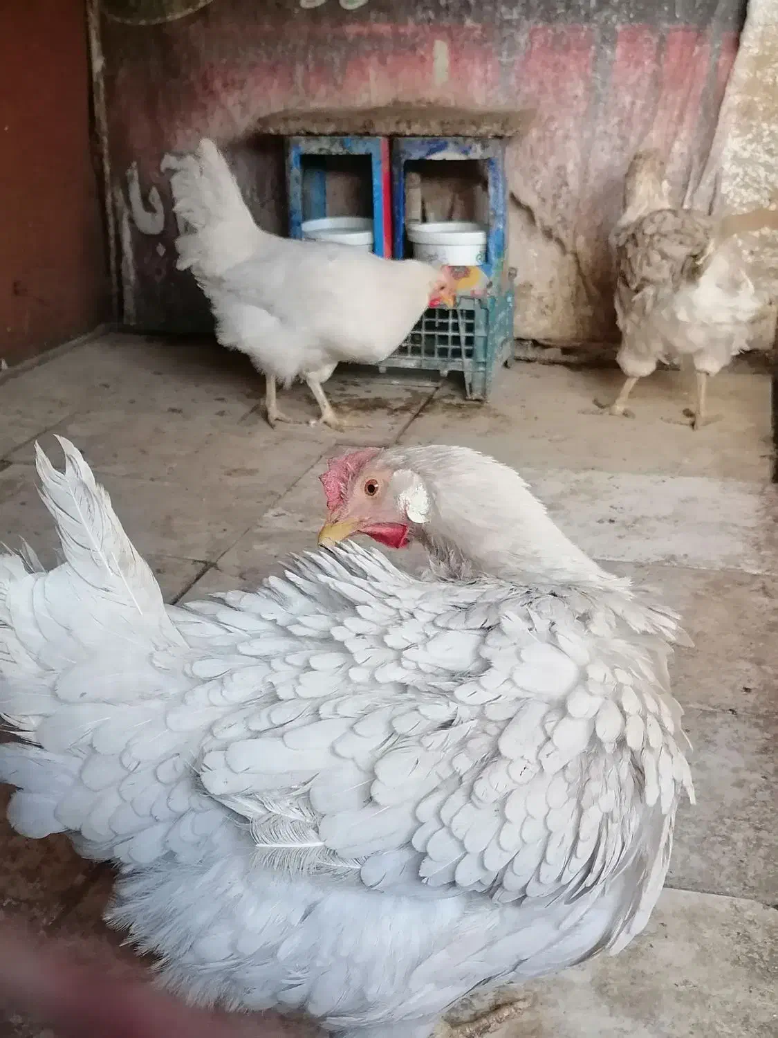 مرغ محلی سفید|حیوانات مزرعه|سبزوار, جوادیه شرقی|دیوار