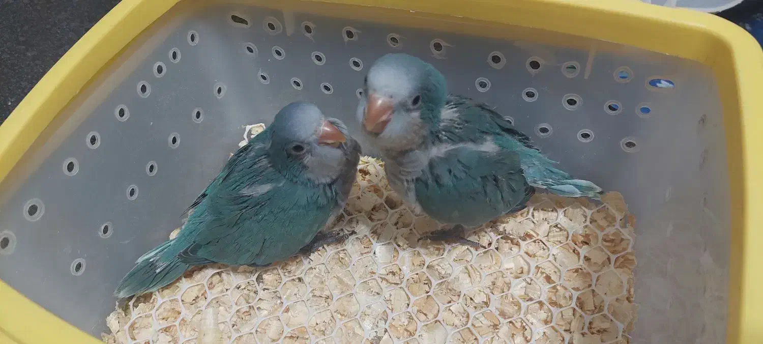 فروش جوجه راهب آبی سرلاکی و دونخور|پرنده|رشت, کوی قدس|دیوار