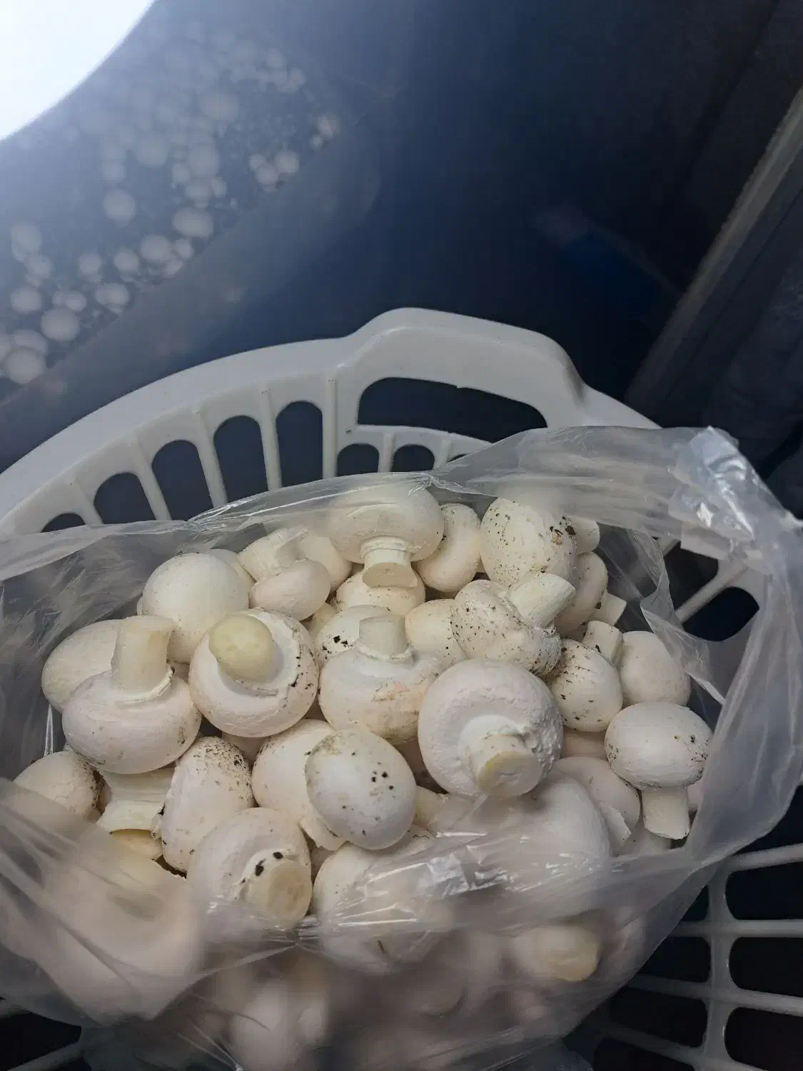 قارچ تازه|خوردنی و آشامیدنی|کوهدشت, |دیوار