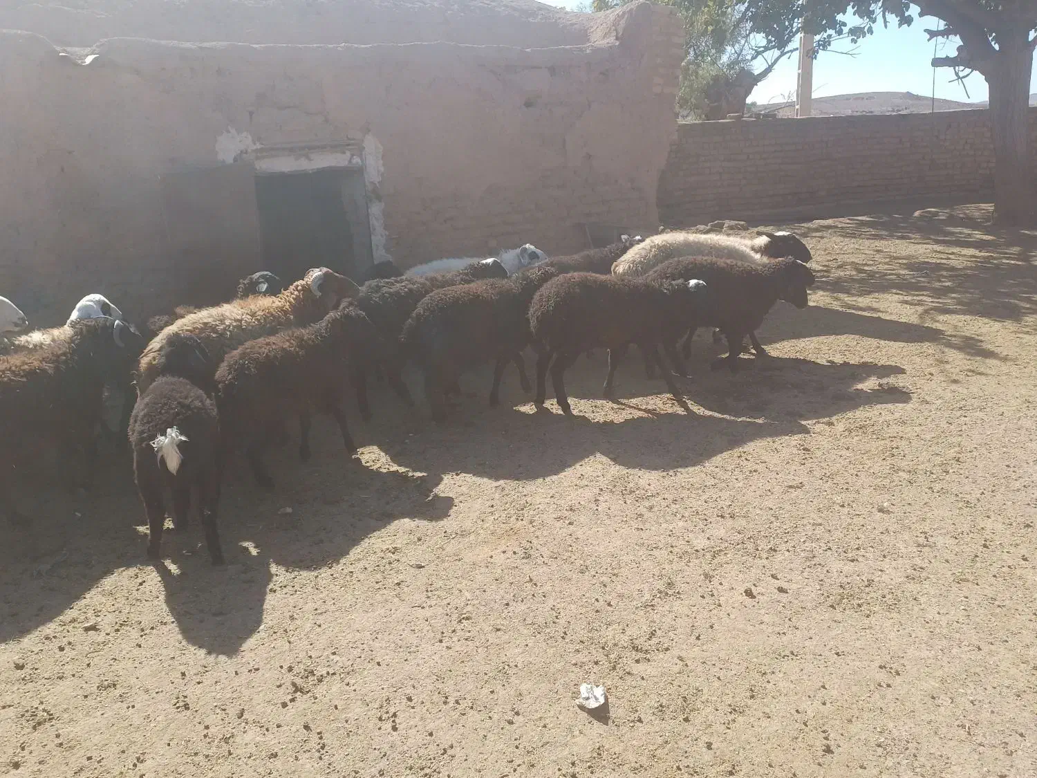 بره نر و ماده قوچ و میش|حیوانات مزرعه|صفادشت, |دیوار