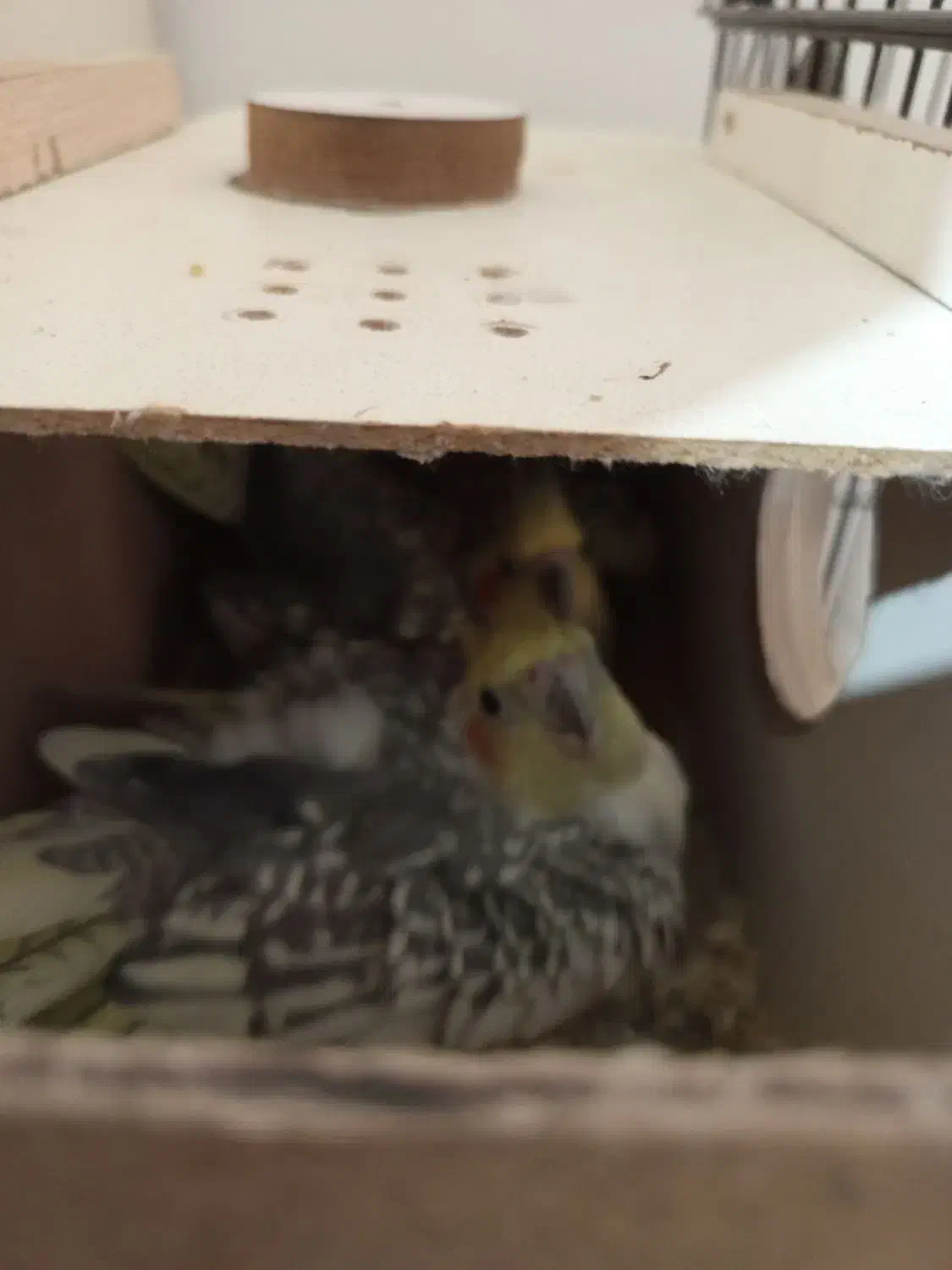 عروس هلندی|پرنده|ماکو, |دیوار