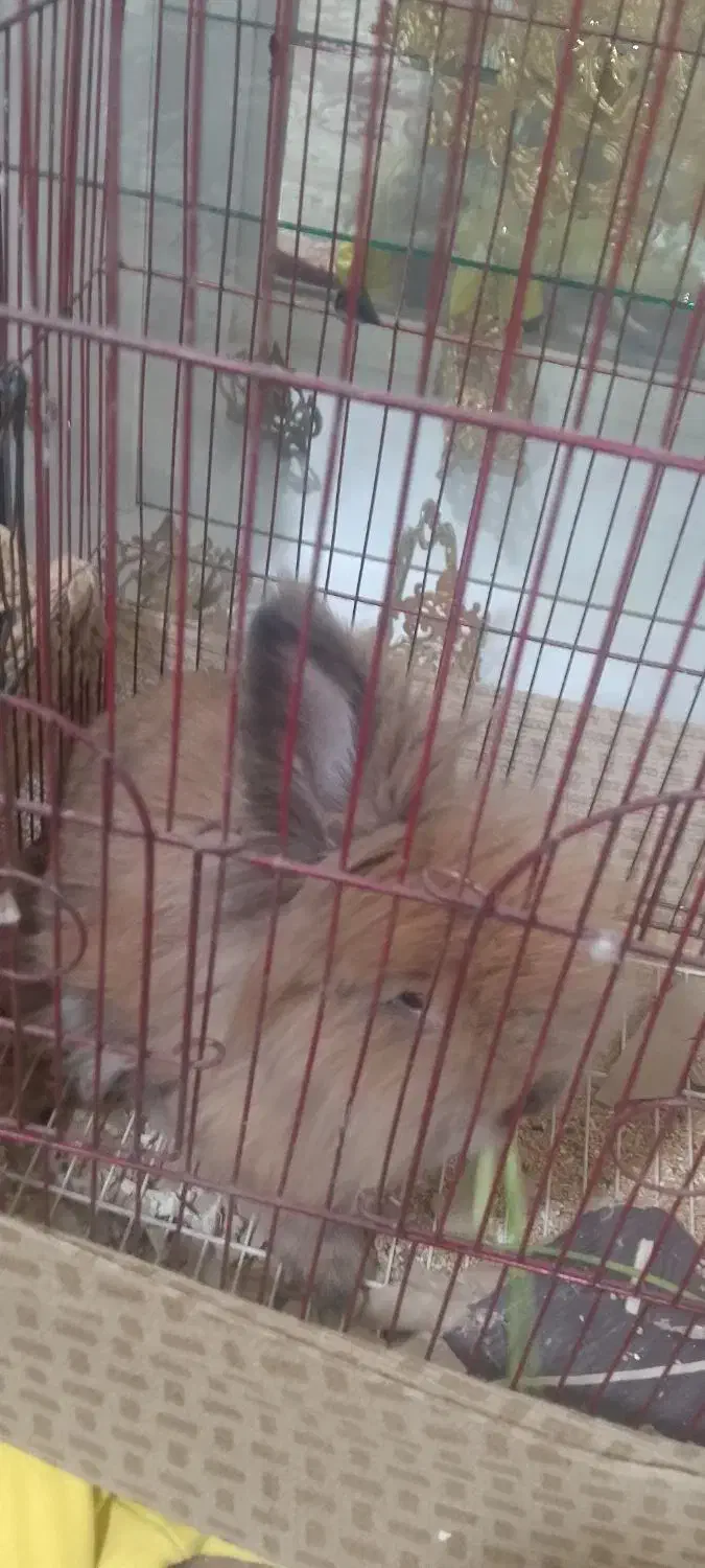 خرگوش|موش و خرگوش|تبریز, |دیوار