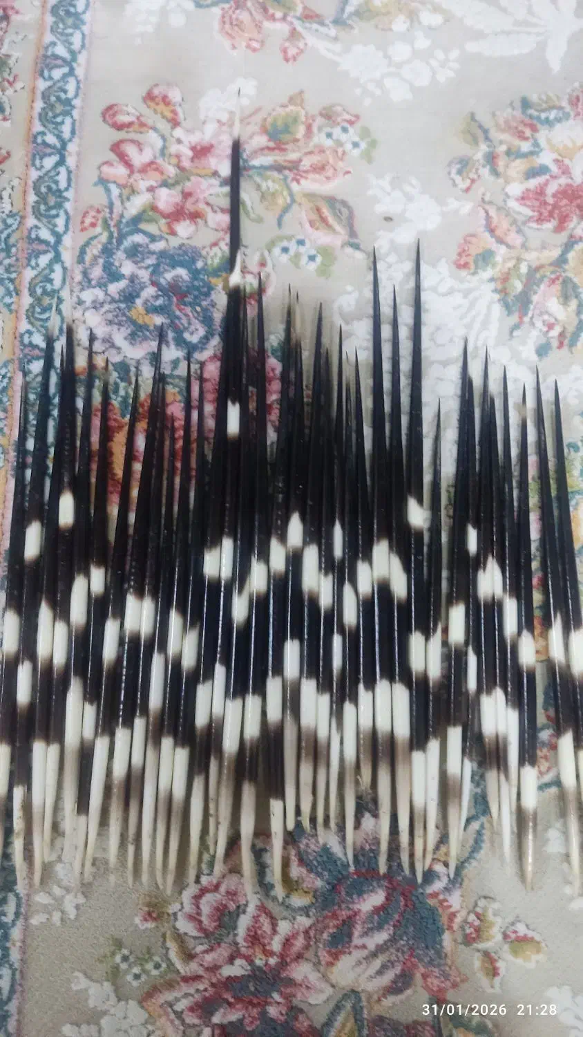 قلم دعا نویسی|کلکسیون و سرگرمی|پرهسر, |دیوار