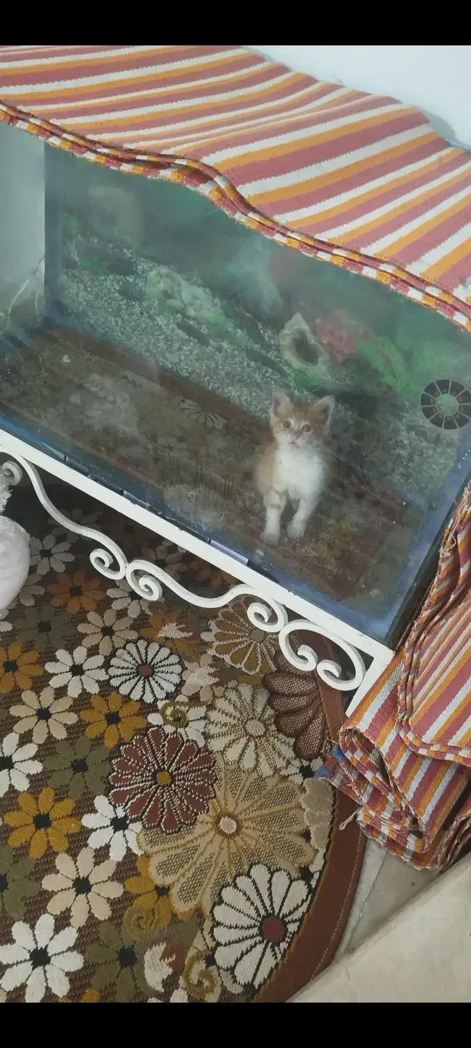 آکواریوم بزرگ با لوازم|لوازم جانبی حیوانات|شلمان, |دیوار