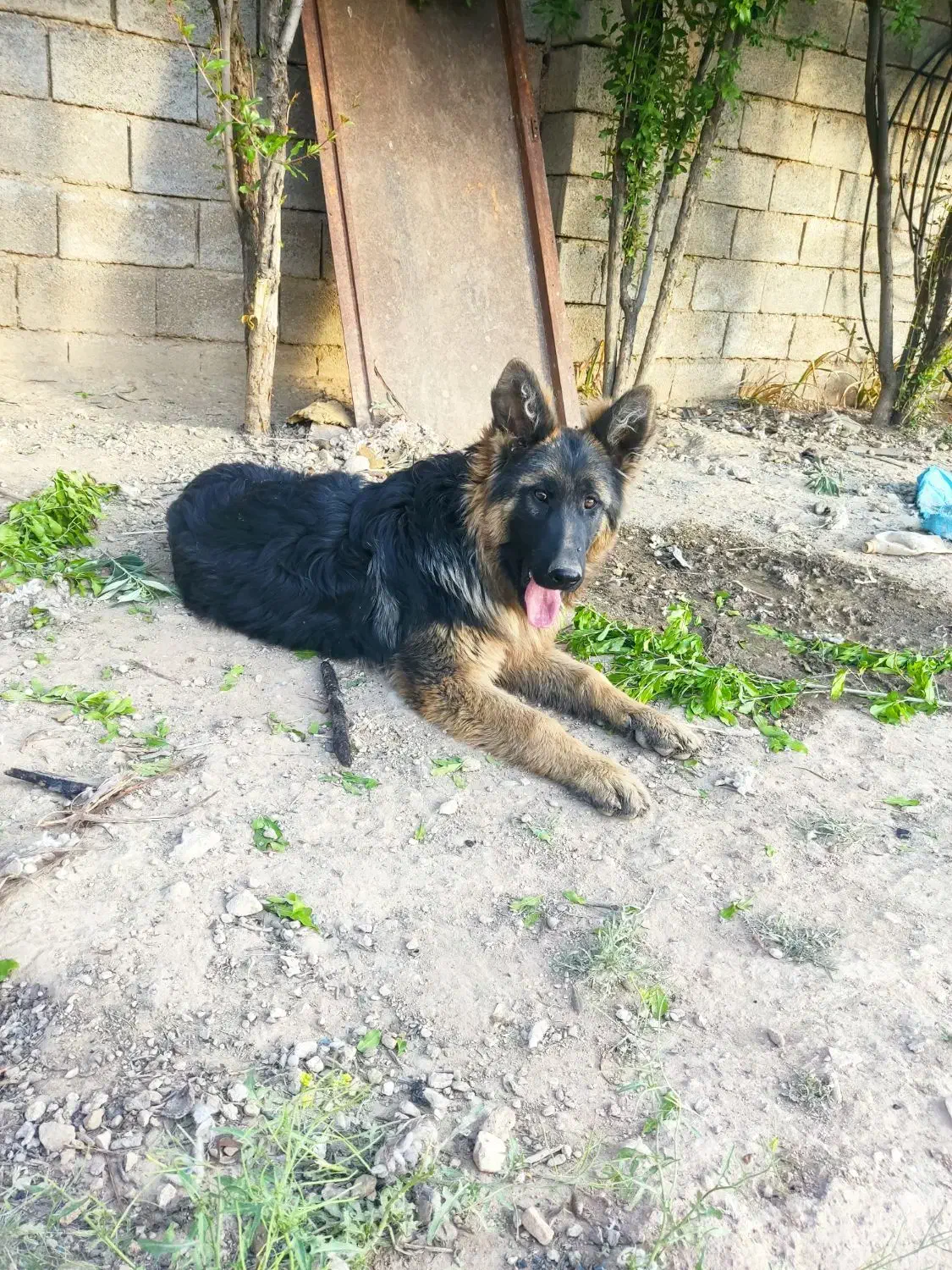 ژرمن شولاین کینگ سایز|سگ|کوار, |دیوار