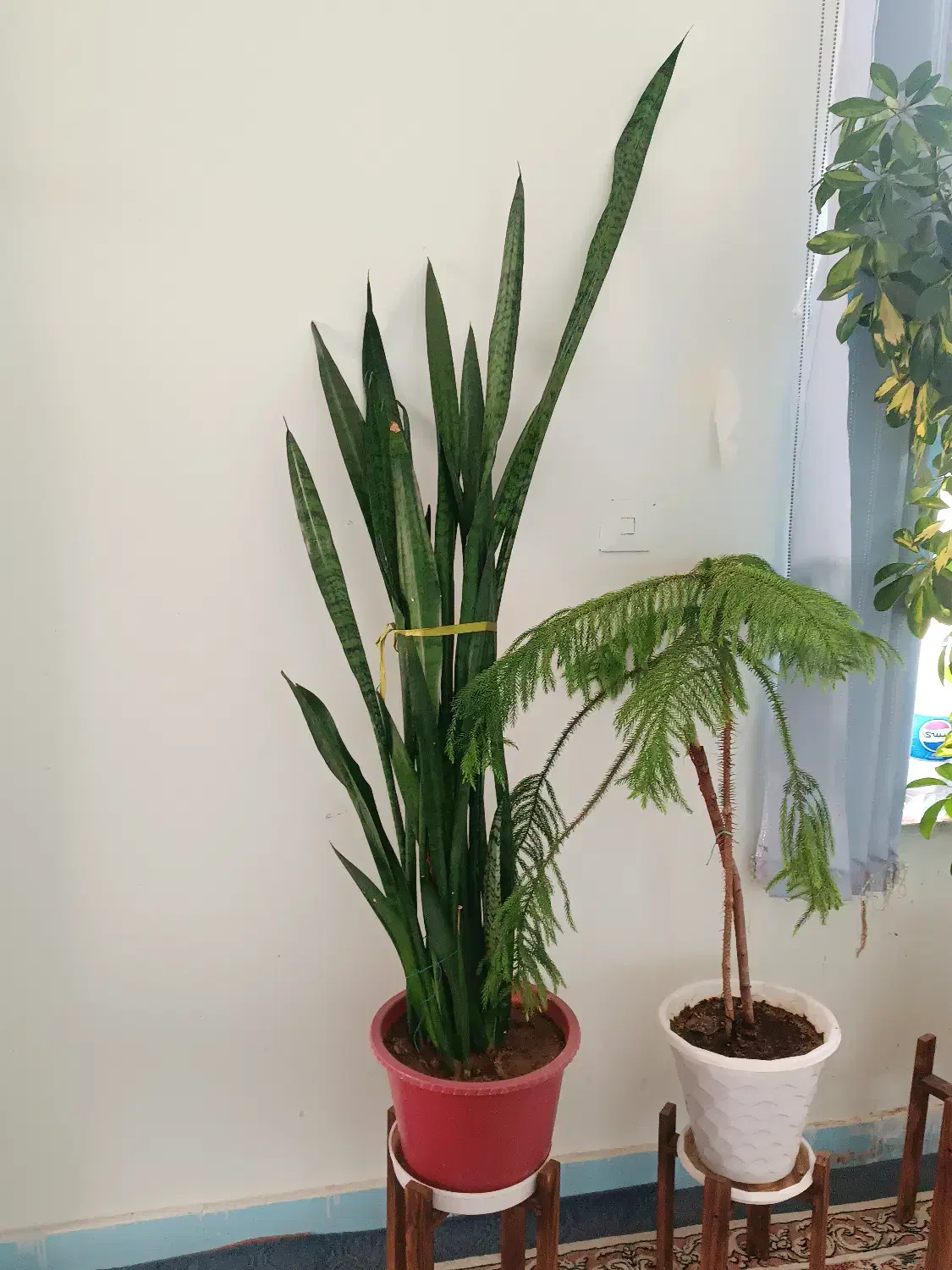 سانسوریا|گل و گیاه طبیعی|شاهین‌شهر, کوی مهدیه|دیوار