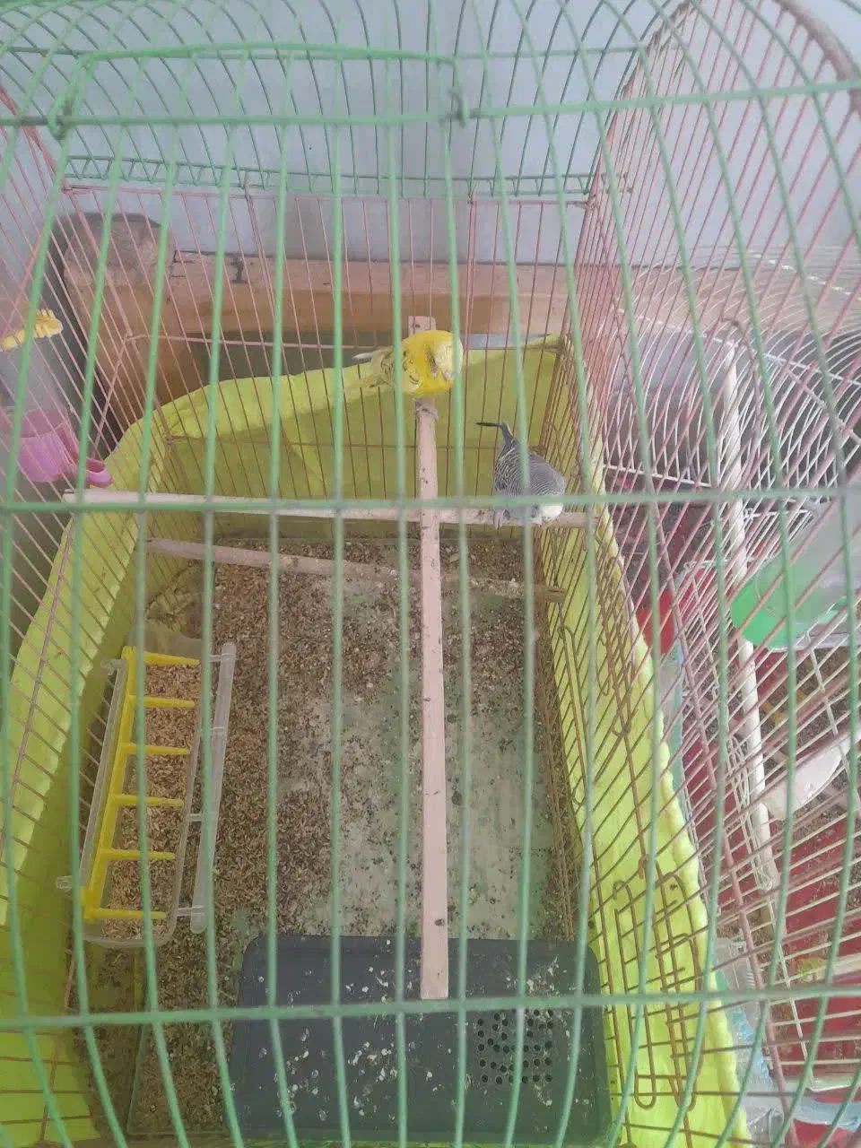 مرغعشق|پرنده|گلپایگان, |دیوار