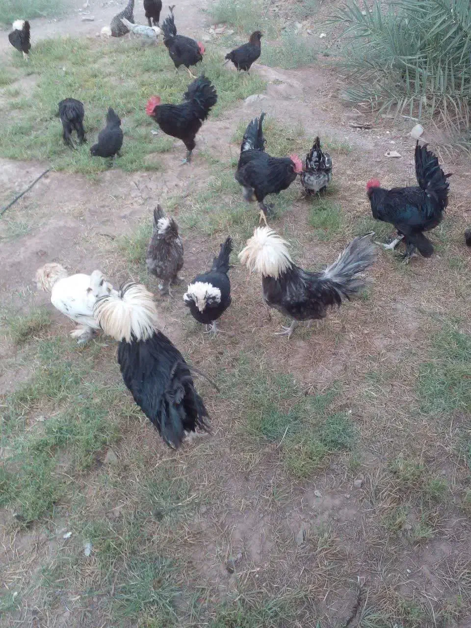 تخم مرغ نطفه دار|حیوانات مزرعه|رفسنجان, |دیوار