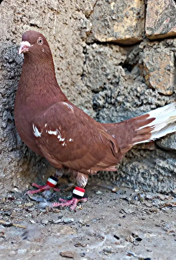 مجسمه کفتر پلاکی|مجسمه، تندیس، ماکت|زابل, |دیوار