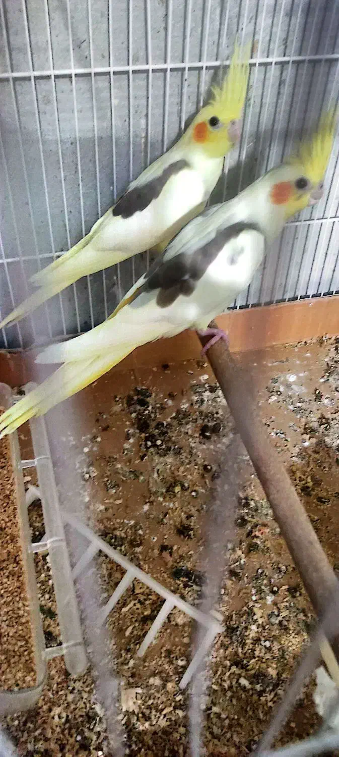 فروش عروس هلندی|پرنده|آشخانه, |دیوار