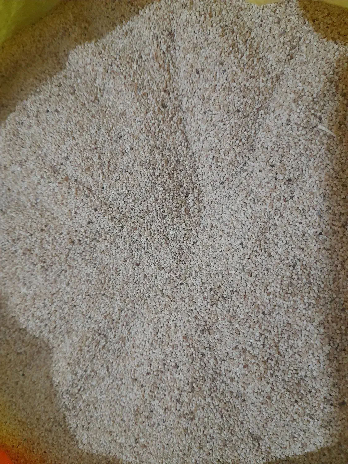 گل وگیاه طبیعی|گل و گیاه طبیعی|کوهدشت, |دیوار