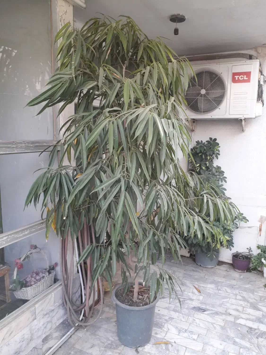 درختچه بنجامین آمستل|گل و گیاه طبیعی|مشهد, سجاد شهر|دیوار